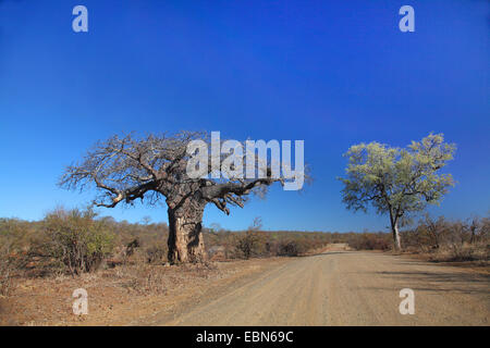 Baobab, pane scimmia, scimmia tamarind (Adansonia digitata), baobab nella boccola di mopane area del Parco Nazionale di Kruger vicino Olifants, Sud Africa, Krueger National Park Foto Stock