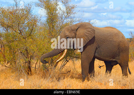 Elefante africano (Loxodonta africana), mangiando foglie e rami, Sud Africa, Krueger National Park Foto Stock