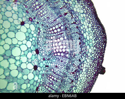 Il cotone (Gossypium spec.), la sezione trasversale dello stelo di una pianta di cotone, 100 x, dettaglio di xilema e floema e cambio Foto Stock
