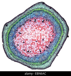 Il cotone (Gossypium spec.), la sezione trasversale dello stelo di una pianta di cotone, 40 x Foto Stock