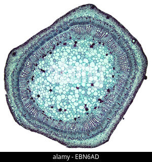Il cotone (Gossypium spec.), la sezione trasversale dello stelo di una pianta di cotone, 40 x Foto Stock