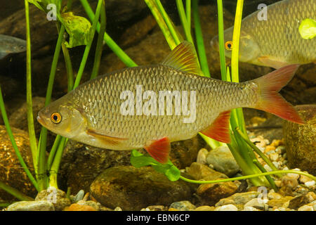 Rudd (Scardinius erythrophthalmus), nuoto Foto Stock