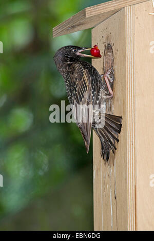 Starling comune (Sturnus vulgaris), con cherry a scatola di nidificazione, in Germania, in Baviera Foto Stock