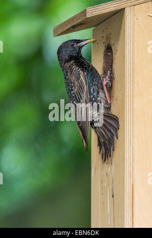 Starling comune (Sturnus vulgaris), a scatola di nidificazione, in Germania, in Baviera Foto Stock