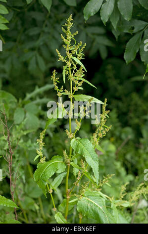 Di latifoglie, dock Round-lasciava dock, dock amaro (Rumex obtusifolius), fioritura, Germania Foto Stock