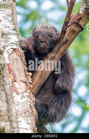 North American porcupine (Erethizon dorsatum), dormendo in un ramo forcella Foto Stock