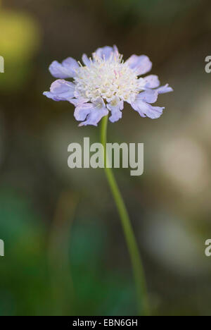 Grass-Leaved Scabious (Scabiosa graminifolia), infiorescenza Foto Stock