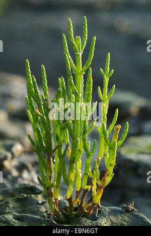 Grasswort slanciata, la salicornia, comune salicornia (Salicornia europaea), nel mare di Wadden, Germania Foto Stock