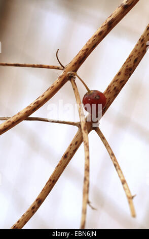 Giardino di asparagi, Sparrow Gras, asparagi selvatici (Asparagus officinalis), danni da Puccinia asparagi Foto Stock