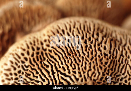 Oak mazegill (Daedalea quercina), feritoie del lato inferiore, Germania Foto Stock