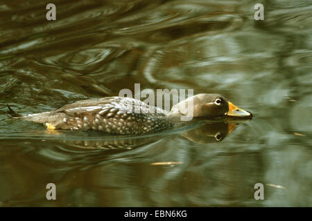 Sistema per la cottura a vapore flightless anatra (Tachyeres pteneres), piscina in acqua Foto Stock