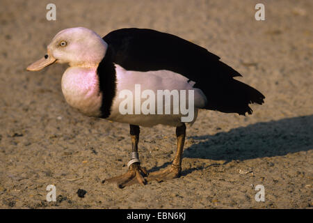 Shelduck radjah (Tadorna radjah radjah), in piedi Foto Stock