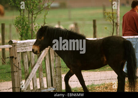 Exmoor pony (Equus przewalskii f. caballus), allo zoo Foto Stock