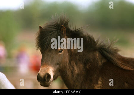 Exmoor pony (Equus przewalskii f. caballus), ritratto Foto Stock