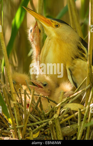 Tarabusino (Ixobrychus minutus), maschio con pulcini chiedendo di essere alimentato, in Germania, in Baviera Foto Stock