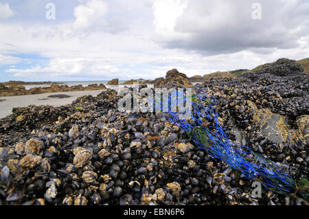 Cozza blu, bay cozze, cozza, comune Cozza blu (Mytilus edulis), rete di plastica sul letto di cozze, Francia, Brittany Foto Stock