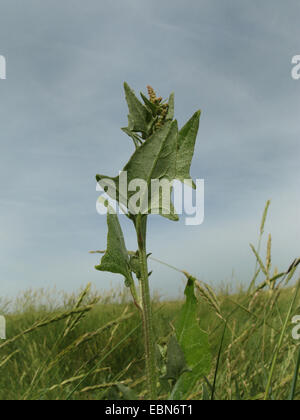 Orache hastate, spear-lasciava orache, saltbush strisciante (Atriplex prostrata), fioritura, Germania, Bassa Sassonia, Baltrum Foto Stock