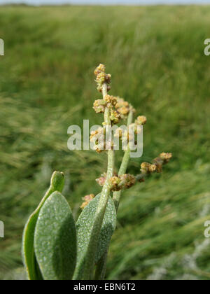 Sea purslane (Atriplex portulacoides, halimione Portulacoides), che fiorisce in una palude salata, Germania, Baltrum, Bassa Sassonia il Wadden Sea National Park Foto Stock