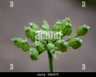 Il veleno la cicuta (Conium maculatum), infructescence, Germania Foto Stock