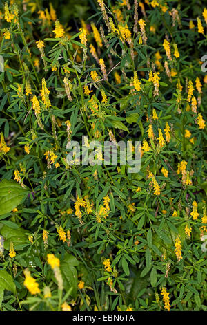 Melilot comune, melilot nervata, melilot giallo, giallo sweetclover, Meliloto (Melilotus officinalis), fioritura, Germania Foto Stock