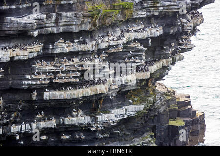 Comune di guillemot (Uria aalge), colonia nidificazione con Black-Kittiwakes zampe a una ripida costa, l'Irlanda, nella contea di Mayo, Testa Downpatrik Foto Stock