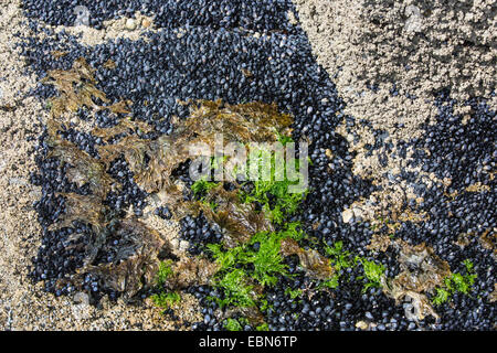 Cozza blu, bay cozze, cozza, comune Cozza blu (Mytilus edulis), colonia in zona di marea, Irlanda, Testa Downpatrik Foto Stock