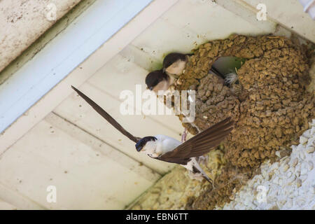 Casa comune martin (Delichon urbica), Adulto martin lasciando nido con due fledgelings, Irlanda, Foxford Foto Stock