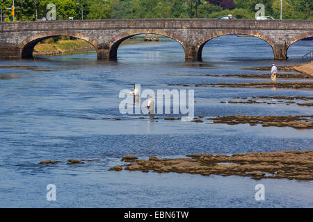 Salmone atlantico, ouananiche, lago di salmone atlantico, senza sbocco sul mare salmone, la Sebago salmone (Salmo salar), i pescatori di salmone nel fiume con la canna da mosca nella parte anteriore di un ponte, Irlanda, Moy River, Ballina Foto Stock