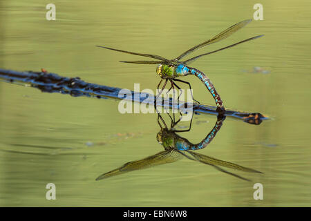 L'imperatore libellula (Anax imperator), la deposizione delle uova con immagine speculare, in Germania, in Baviera Foto Stock