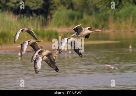 Graylag goose (Anser anser), piccolo gregge battenti, in Germania, in Baviera, il Lago Chiemsee Foto Stock