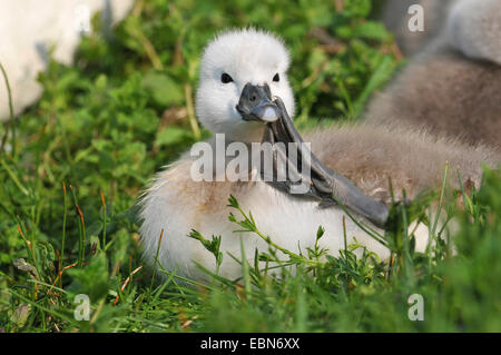 Cigno (Cygnus olor), chick seduto in un prato e graffiare il suo becco, Germania Foto Stock