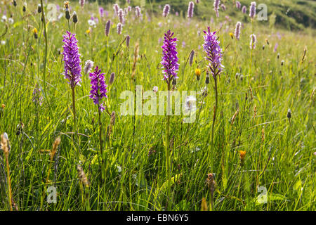 Fragranti orchidea (Gymnadenia conopsea), fioritura in prato alpino, Austria, Tirolo Foto Stock