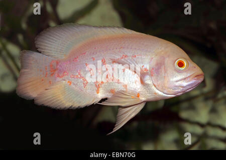 Oscar Oscar cichlid, velluto cichlid (Astronotus ocellatus), razza Red-Albino Foto Stock