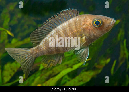Il lago Malawi cichlid butterfly, Fairy cichlid (Aulonocara jacobfreibergi), razza Eureka Foto Stock