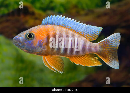 Il lago Malawi cichlid butterfly, Fairy cichlid (Aulonocara jacobfreibergi), razza Eureka Foto Stock