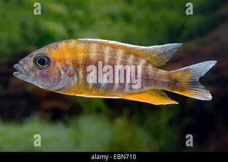 Il lago Malawi cichlid butterfly, Fairy cichlid (Aulonocara jacobfreibergi), razza Cape Mc chiaro Foto Stock