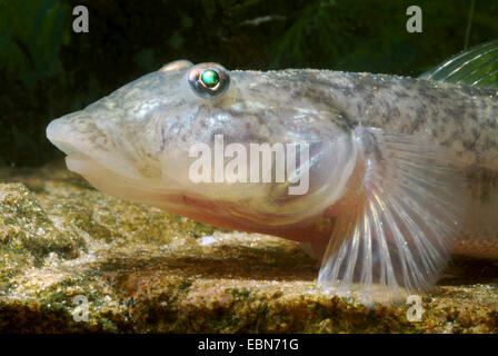 Africa occidentale ghiozzo d'acqua dolce, banda laterale Gobio (Awaous lateristriga, Gobius lateristriga, Chonophorus lateristriga, Gobius guineensis), ritratto Foto Stock