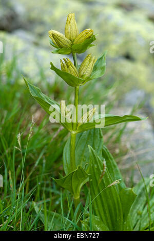 Spotted gentian (Gentiana punctata), fioritura, Svizzera Foto Stock