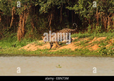 Jaguar (Panthera onca), sulla riva del fiume, Brasile, Matto Grosso, Pantanal, Rio Cuiaba Foto Stock