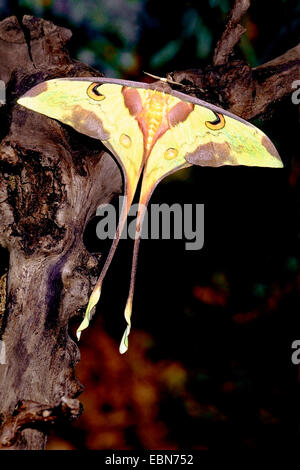 Luna moth (Argema maenas), sul legno morto Foto Stock