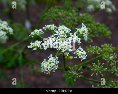 Il veleno la cicuta (Conium maculatum), fioritura, Germania Foto Stock