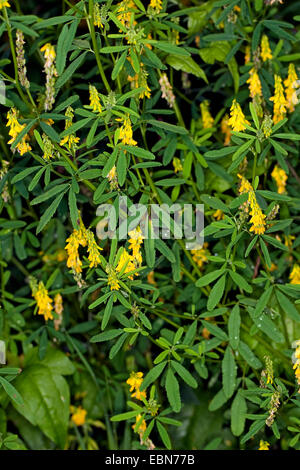 Melilot comune, melilot nervata, melilot giallo, giallo sweetclover, Meliloto (Melilotus officinalis), fioritura, Germania Foto Stock