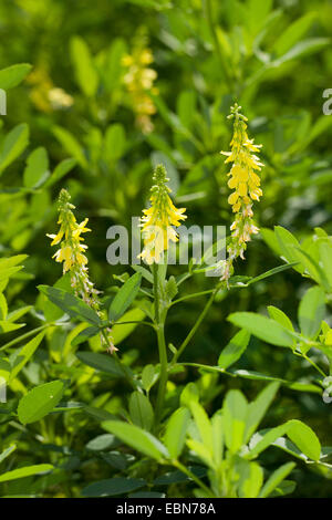 Melilot comune, melilot nervata, melilot giallo, giallo sweetclover, Meliloto (Melilotus officinalis), fioritura, Germania Foto Stock