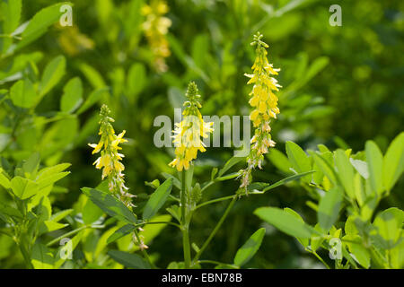 Melilot comune, melilot nervata, melilot giallo, giallo sweetclover, Meliloto (Melilotus officinalis), fioritura, Germania Foto Stock