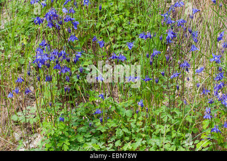 Aquilegia alpina europea (Aquilegia vulgaris), fioritura, Germania Foto Stock