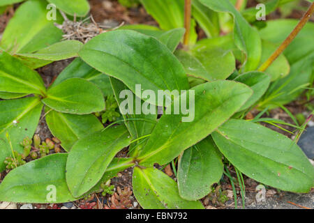 Europea (arnica Arnica montana), foglie, Germania Foto Stock