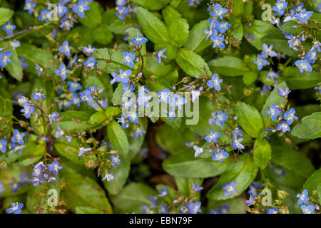 Brooklime europea, europeo speedwell (Veronica beccabunga), fioritura, Germania Foto Stock