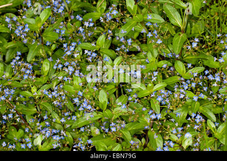 Brooklime europea, europeo speedwell (Veronica beccabunga), fioritura, Germania Foto Stock