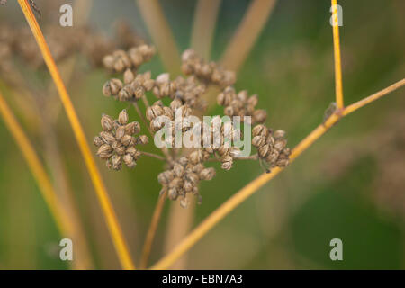 Il veleno la cicuta (Conium maculatum), infructescence, Germania Foto Stock