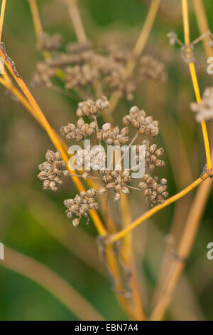 Il veleno la cicuta (Conium maculatum), infructescence, Germania Foto Stock